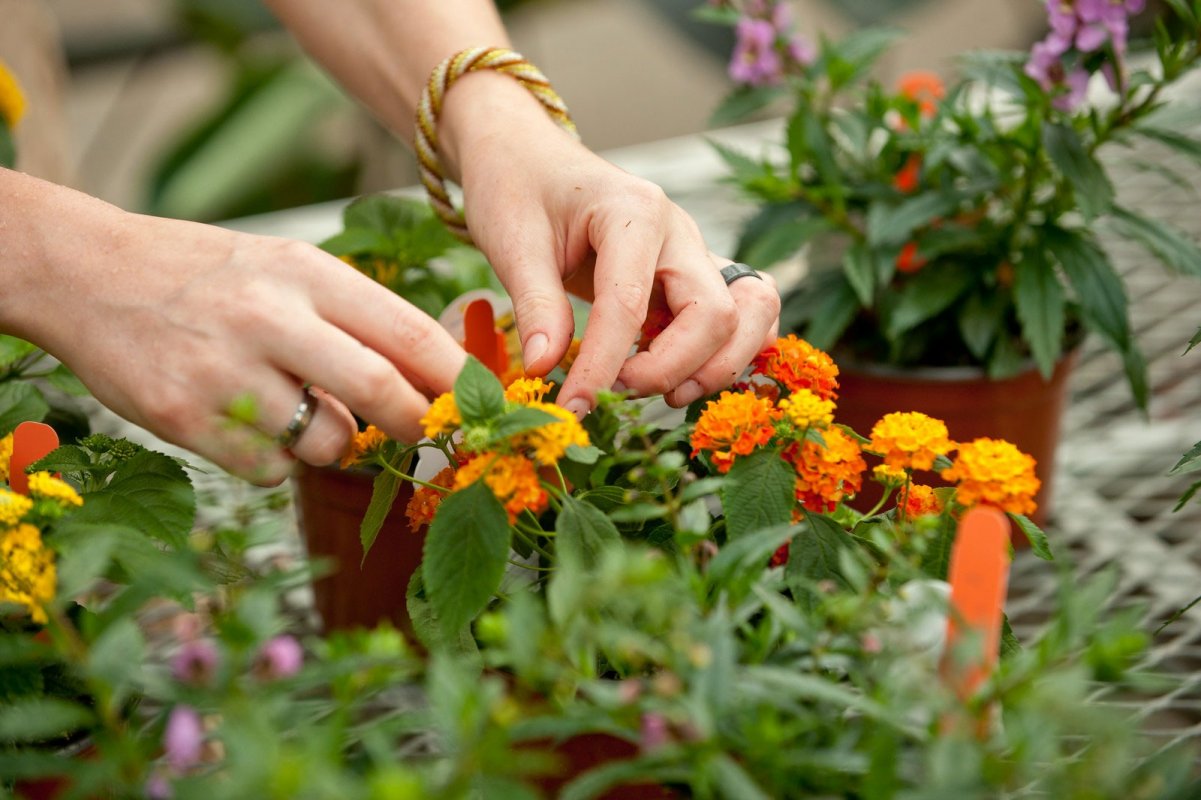 Horticulturepaysagisme