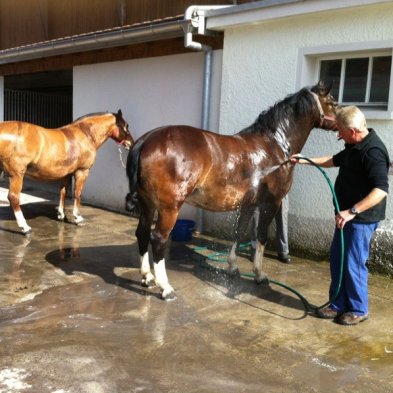 2 chevaux2