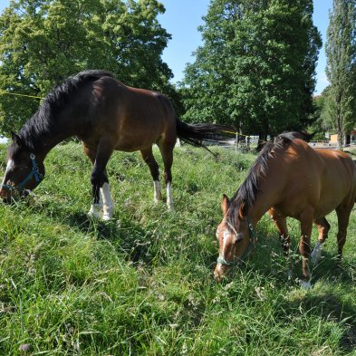 Chevaux (4) au parc 022
