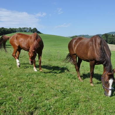 Chevaux (4) au parc 036