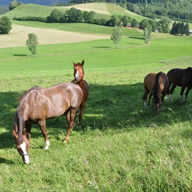 Chevaux (4) au parc 097
