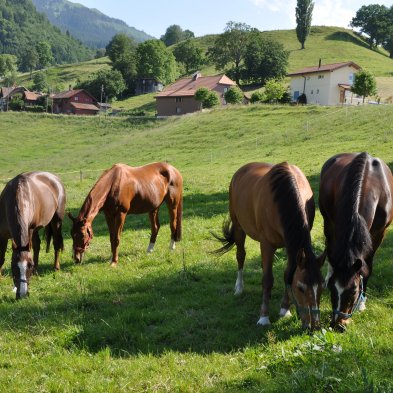 Chevaux (4) au parc 150