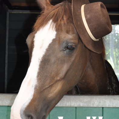 box_tetes_de_chevaux_00017