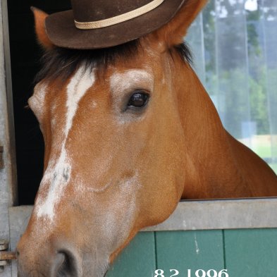 box_tetes_de_chevaux_042