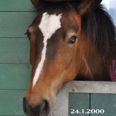 box_tetes_de_chevaux_052